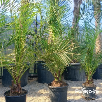 Phoenix Canariensis - Daktyloweic Kanaryjski 140-180cm